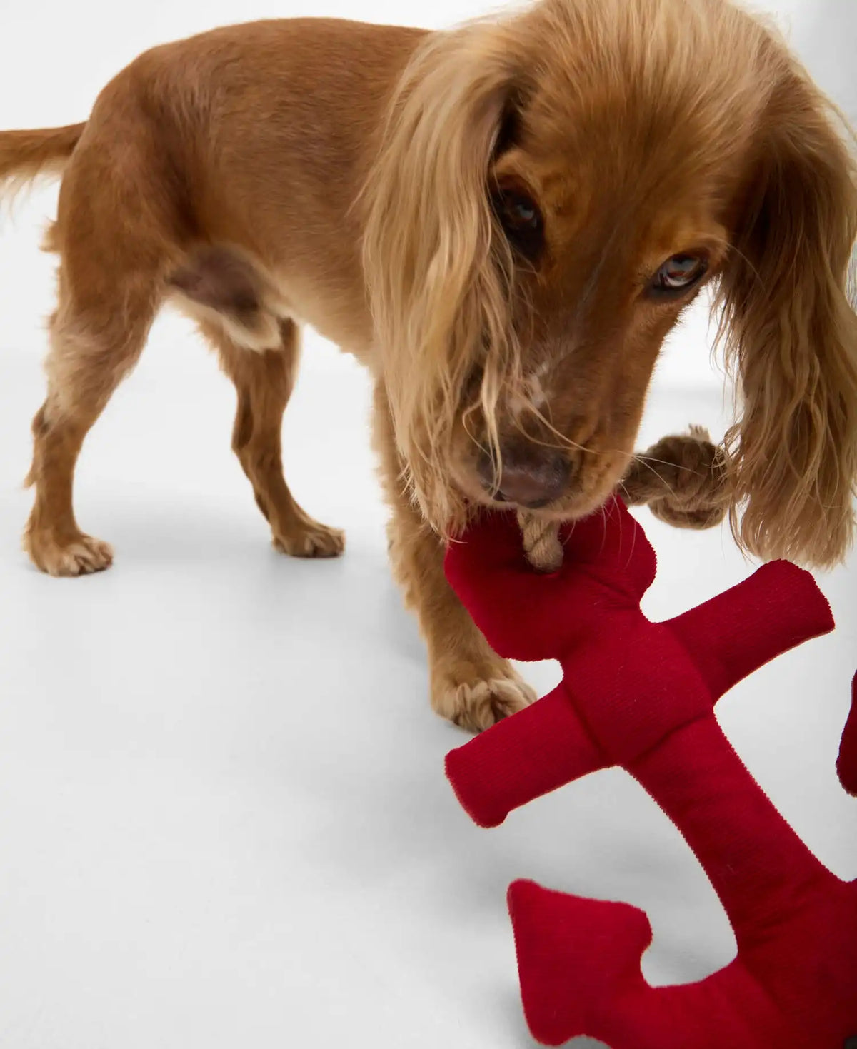Dog Anchor Toy
