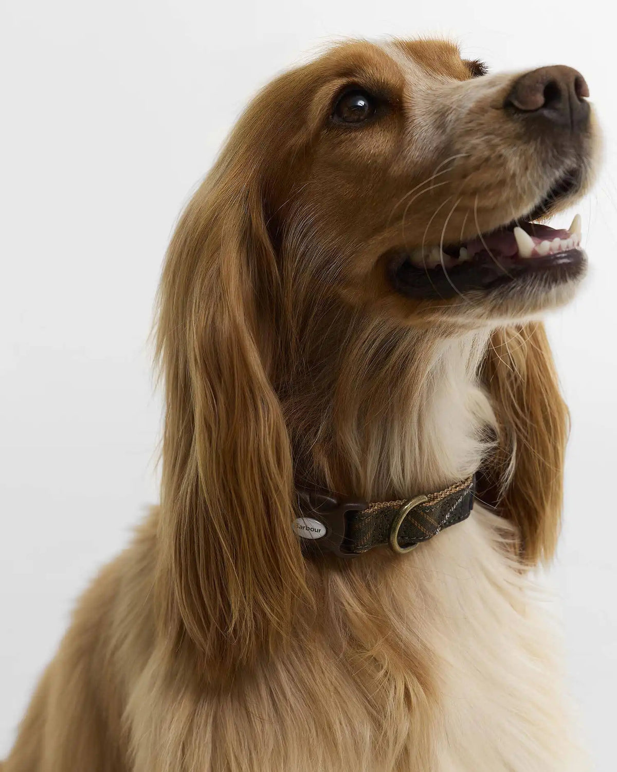 Tartan & Webbing Dog Collar