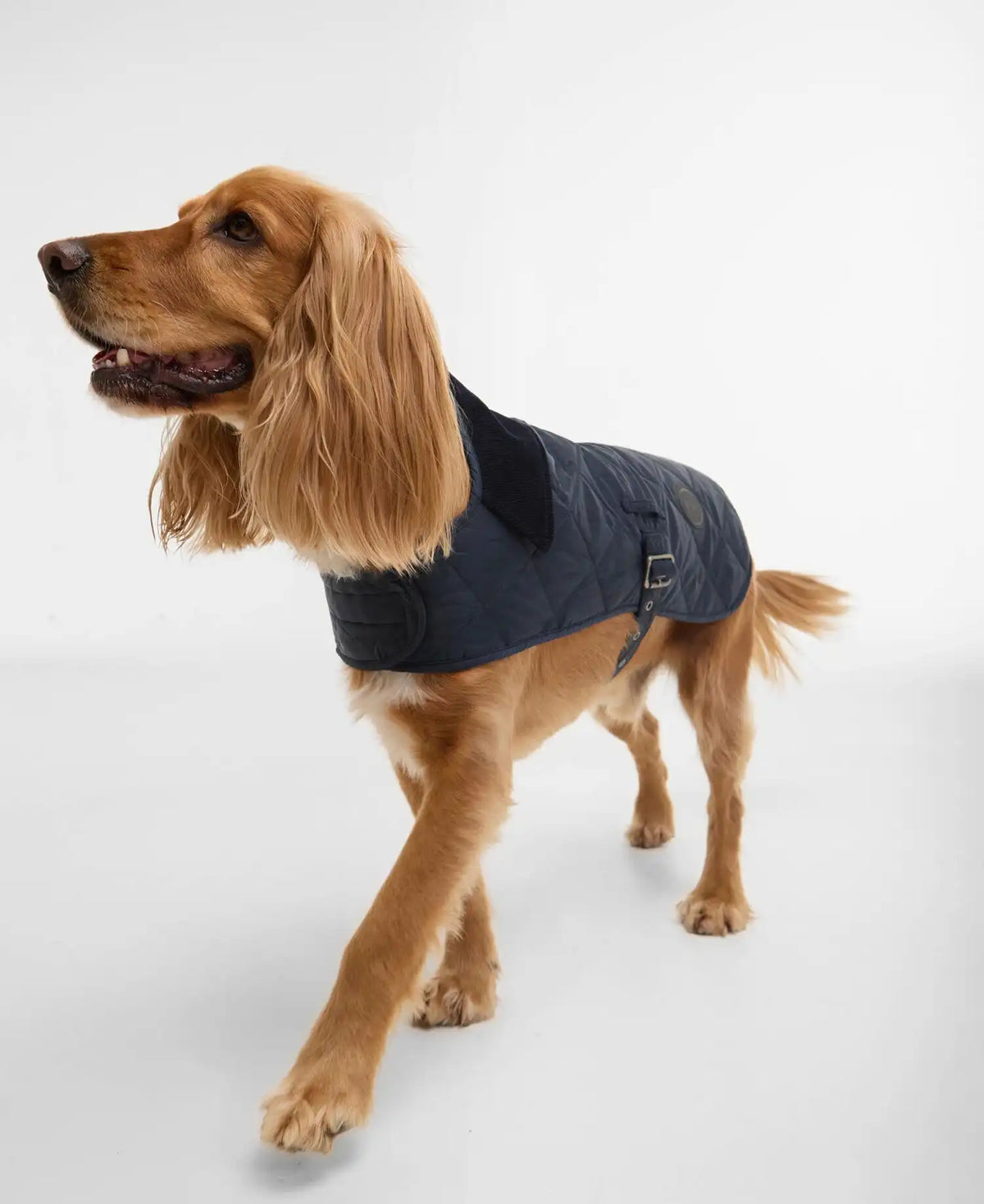 Quilted Dog Coat