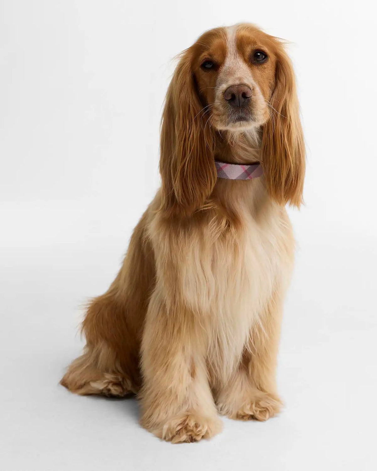Tartan Printed Dog Collar