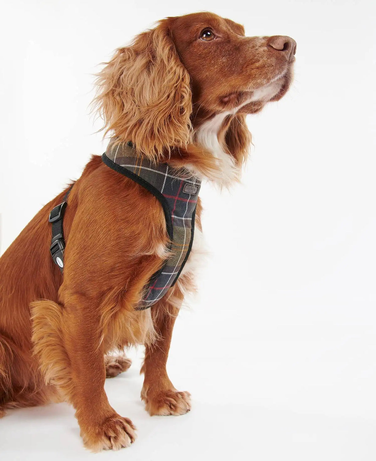 Tartan Dog Harness