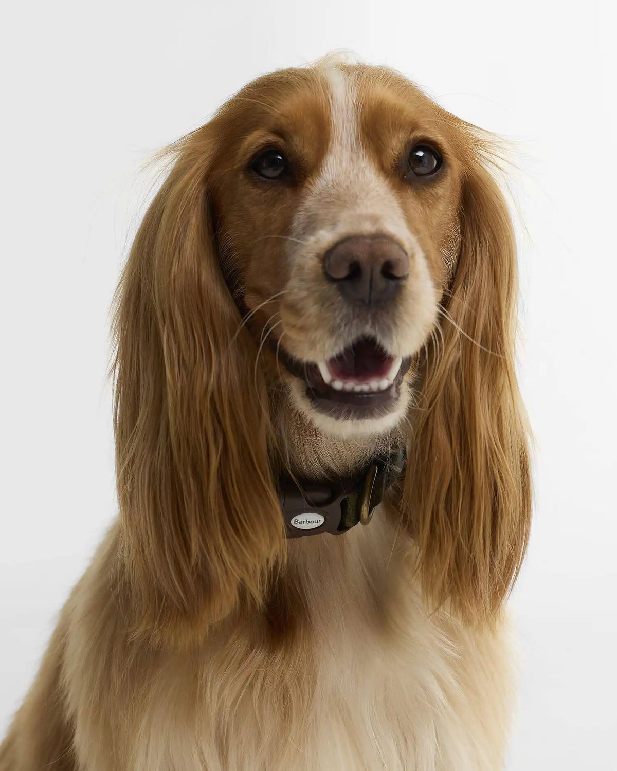 Tartan Printed Dog Collar